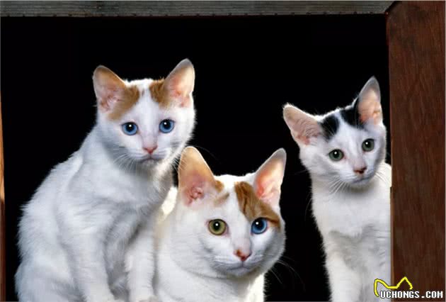 猫咪品种大盘点10：土耳其梵猫