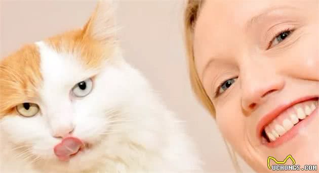 猫咪品种大盘点10：土耳其梵猫