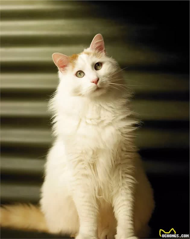 猫咪品种大盘点10：土耳其梵猫