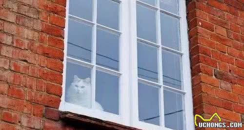 猫咪品种大盘点10：土耳其梵猫