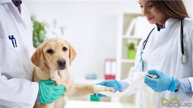 狗狗怀孕了怎么办？别怕，这样做准没错！