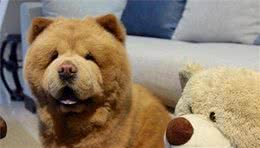 松狮犬这6个优点，让它更加讨喜