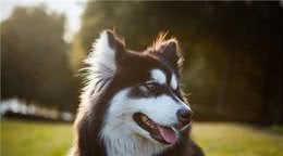 第一次养阿拉斯加犬，要清楚的7件事，你能接受吗？