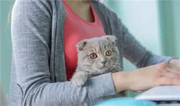 猫咪的智商有多高，有智力水平的衡量标准吗，如何衡量
