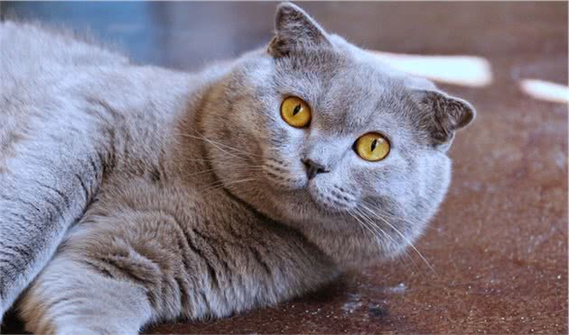盘点十大常见宠物猫你家的猫上榜了吗？