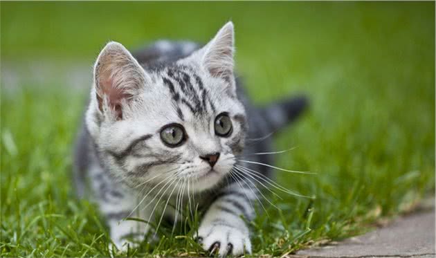 盘点十大常见宠物猫你家的猫上榜了吗？