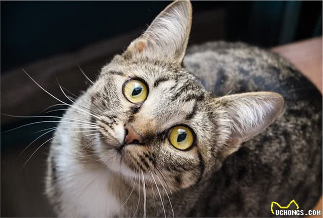盘点十大常见宠物猫你家的猫上榜了吗？