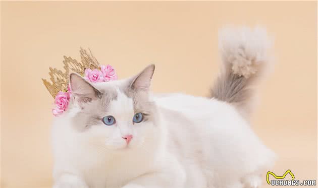 盘点十大常见宠物猫你家的猫上榜了吗？