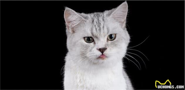 盘点十大常见宠物猫你家的猫上榜了吗？
