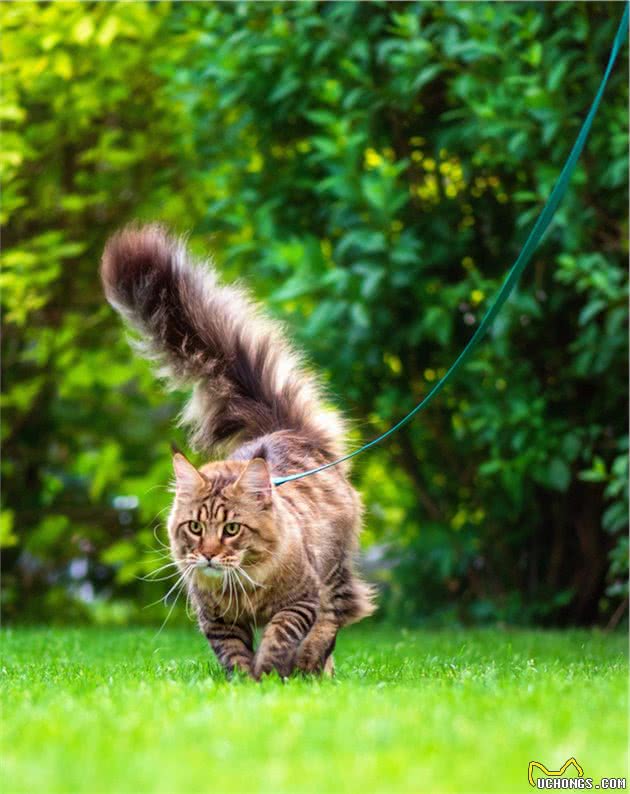 盘点十大常见宠物猫你家的猫上榜了吗？
