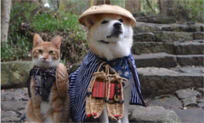 原来你适合养猫还是养狗，跟你的性格有关