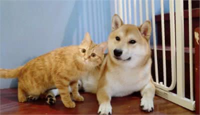原来你适合养猫还是养狗，跟你的性格有关