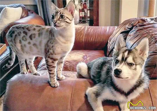 原来你适合养猫还是养狗，跟你的性格有关