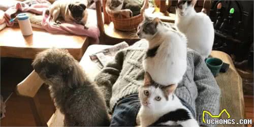 原来你适合养猫还是养狗，跟你的性格有关