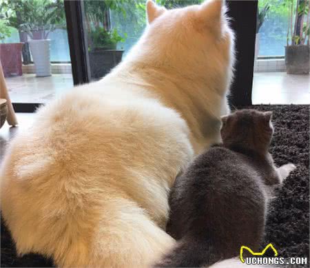 原来你适合养猫还是养狗，跟你的性格有关