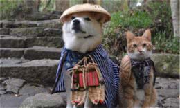 原来你适合养猫还是养狗，跟你的性格有关