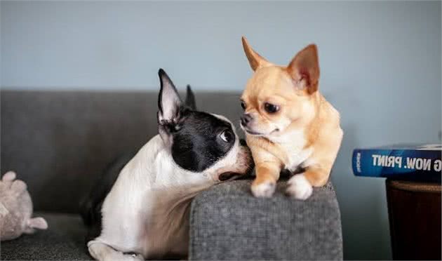 狗狗比你想象中聪明！研究发现：犬类可能有具有加减法运算的能力