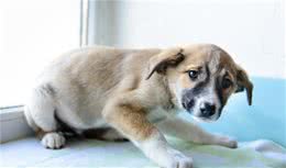 狗狗眼中的6大“酷刑”，你家狗狗最害怕哪种“酷刑”?