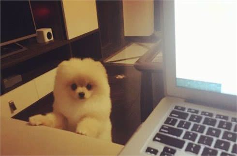 博美犬的狗粮指南与毛发养护