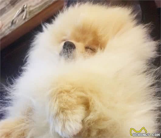 博美犬的狗粮指南与毛发养护