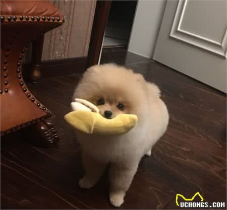博美犬的狗粮指南与毛发养护