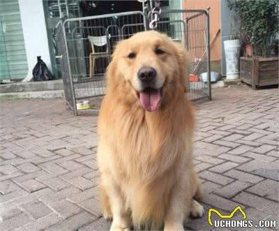 喂投自家爱犬不能随心所欲，狗狗每天需要多少食物？铲屎官清楚吗