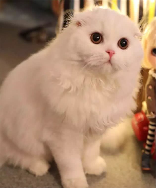 苏格兰折耳猫的真相