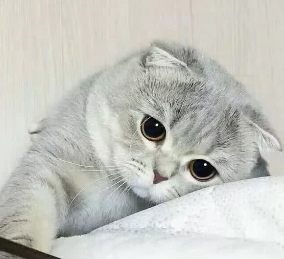 苏格兰折耳猫的真相