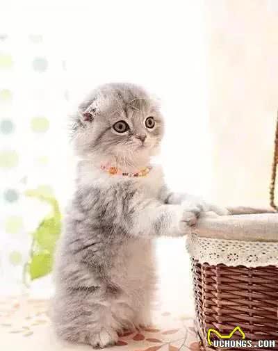 苏格兰折耳猫的真相