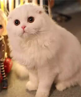 苏格兰折耳猫的真相