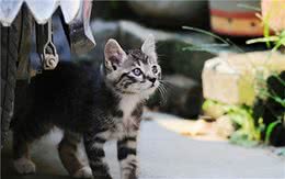 养猫！我劝你养“中国狸花猫”