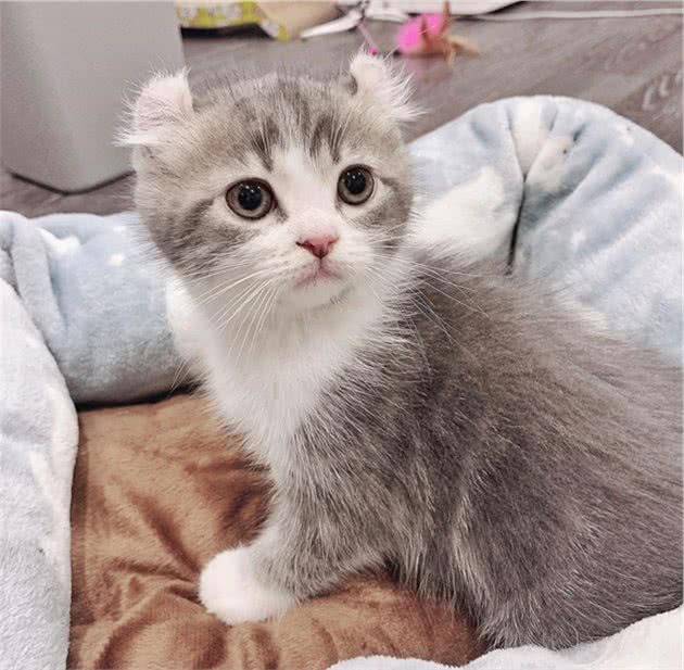 网友新买了只小猫咪，它竟长了一对奇怪的耳朵，太可爱了吧