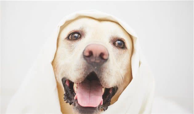 细小犬瘟到底是什么？能够夺走狗狗生命的死神有多可怕
