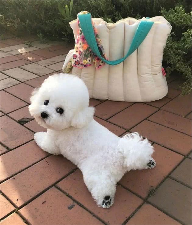 最让主人省心的6种狗狗，个个不容易生病，你家养吗了？