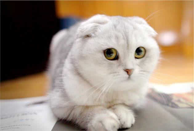 这7种猫成为流浪猫，基本上很难生存，养了就不要抛弃它