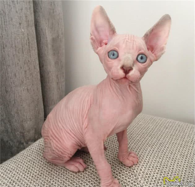 这7种猫成为流浪猫，基本上很难生存，养了就不要抛弃它