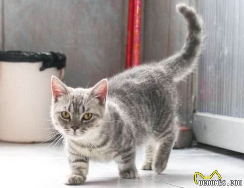 这7种猫成为流浪猫，基本上很难生存，养了就不要抛弃它