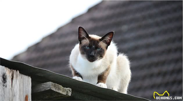 这7种猫成为流浪猫，基本上很难生存，养了就不要抛弃它