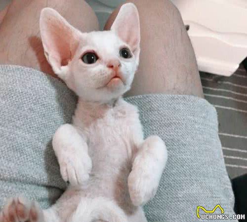 这7种猫成为流浪猫，基本上很难生存，养了就不要抛弃它