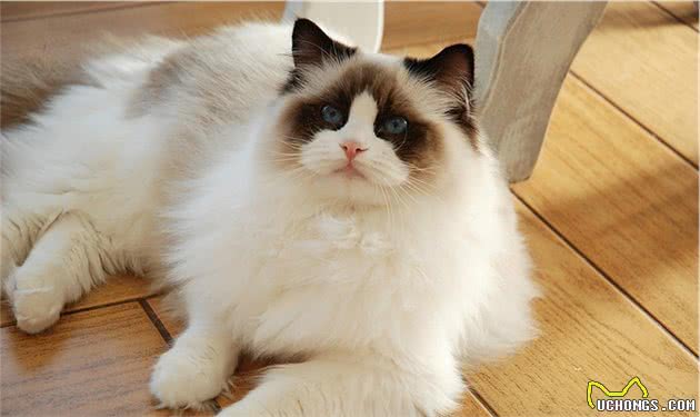 这7种猫成为流浪猫，基本上很难生存，养了就不要抛弃它