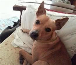 主人的一口汤要了狗狗的命：细数这些狗狗绝对不能碰的食物！