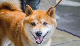 柴犬和秋田犬如何区分秋田犬和柴犬哪个比较好养？
