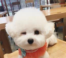 狗狗与生俱来的6种“超能力”，你家有吗？