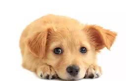 狗狗做错就要罚，关键是怎么罚？