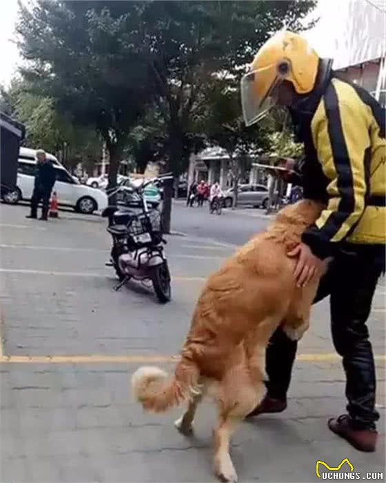如果狗狗经常做这6件事，说明智商真的低，养得心累