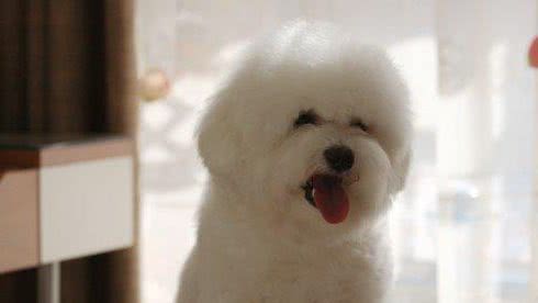 比熊犬呕吐黄水和白沫，怎么办？