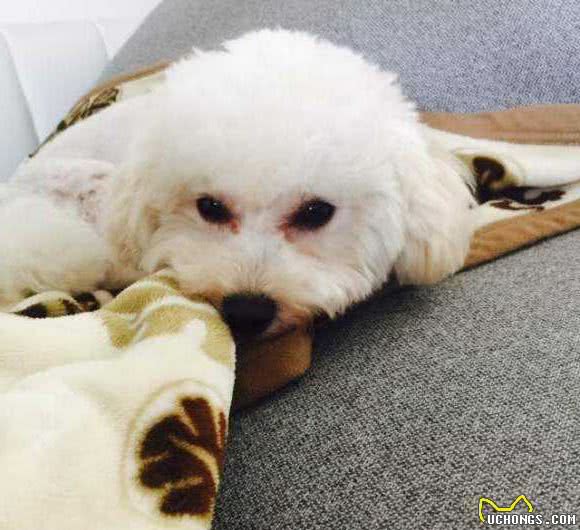 比熊犬呕吐黄水和白沫，怎么办？