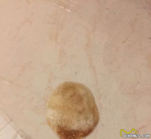 比熊犬呕吐黄水和白沫，怎么办？