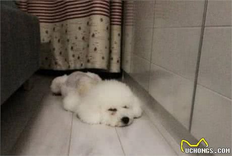 比熊犬呕吐黄水和白沫，怎么办？