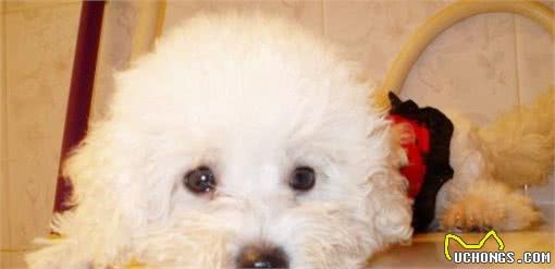 比熊犬呕吐黄水和白沫，怎么办？